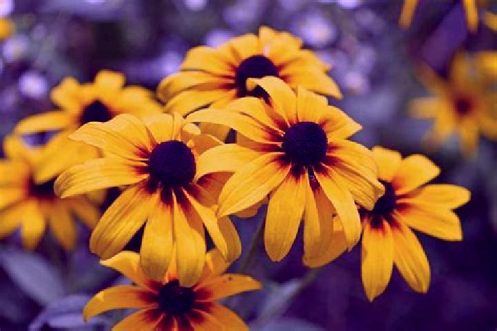 All Ways Cats slot game