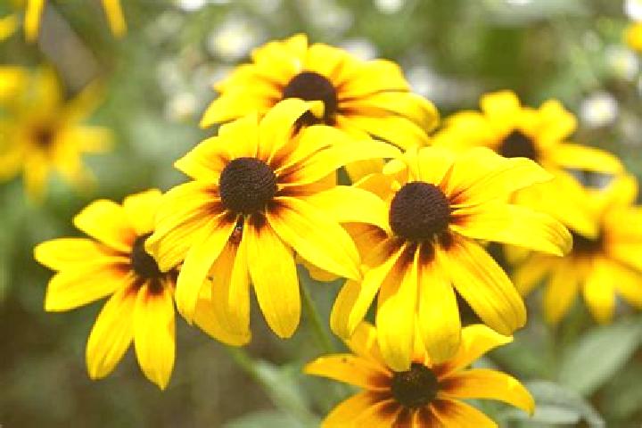 Fruit Box Classic online slot