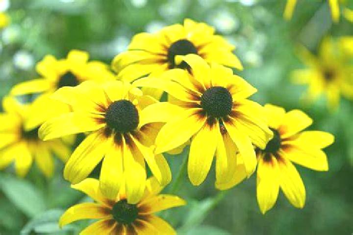 Scatter Shots online slot