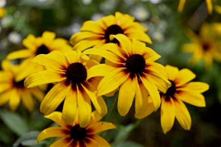 Steam Joker Poker slot machine