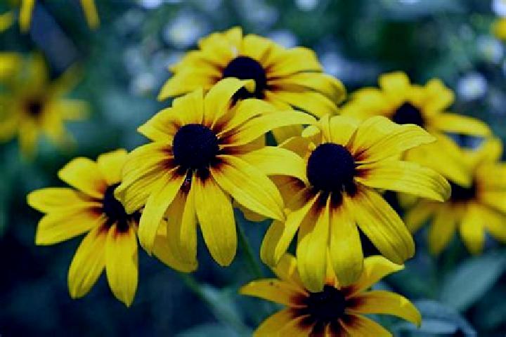 Super6Wild slot machine